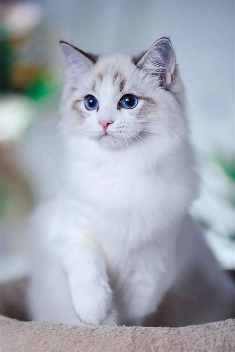 Ragdoll kittens for adoption - Adopt a Ragdoll near you in Maryland. Below are our newest added Ragdolls available for adoption in Maryland. To see more adoptable Ragdolls in Maryland, use the search tool below to enter specific criteria! Loki. Ragdoll. Male, …